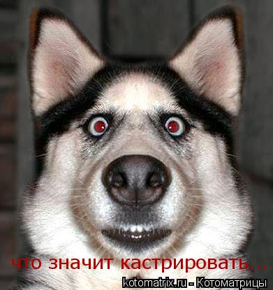 Котоматрица: что значит кастрировать...