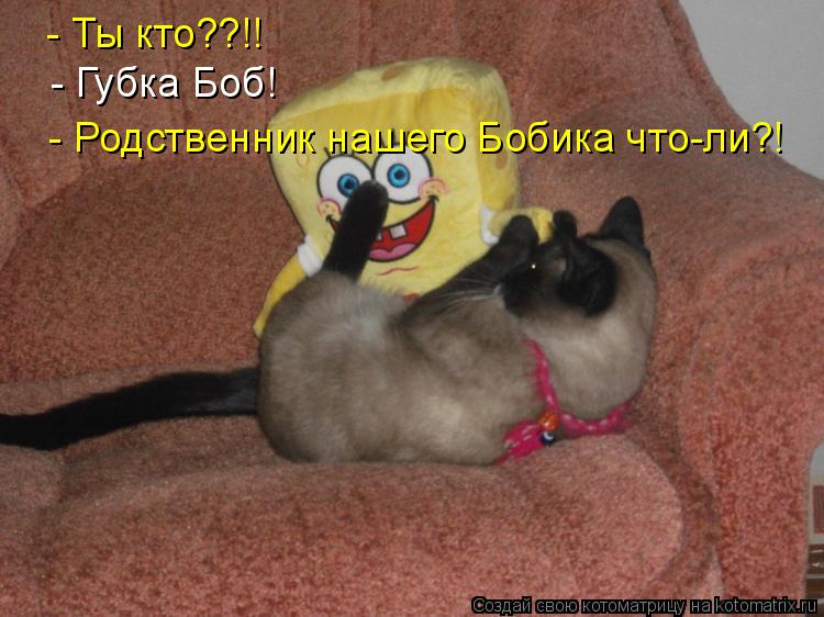 Котоматрица: - Ты кто??!! - Губка Боб! - Родственник нашего Бобика что-ли?!