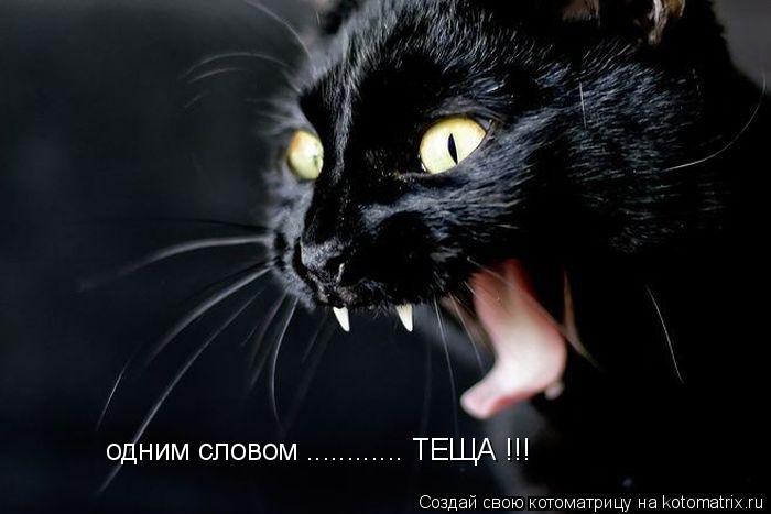Котоматрица: одним словом ............ ТЕЩА !!!
