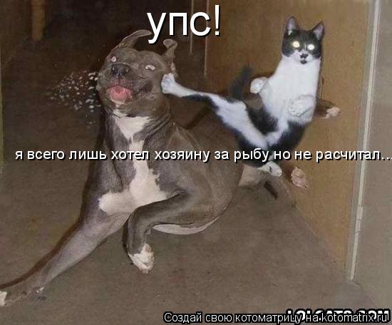 Котоматрица: упс! я всего лишь хотел хозяину за рыбу но не расчитал...