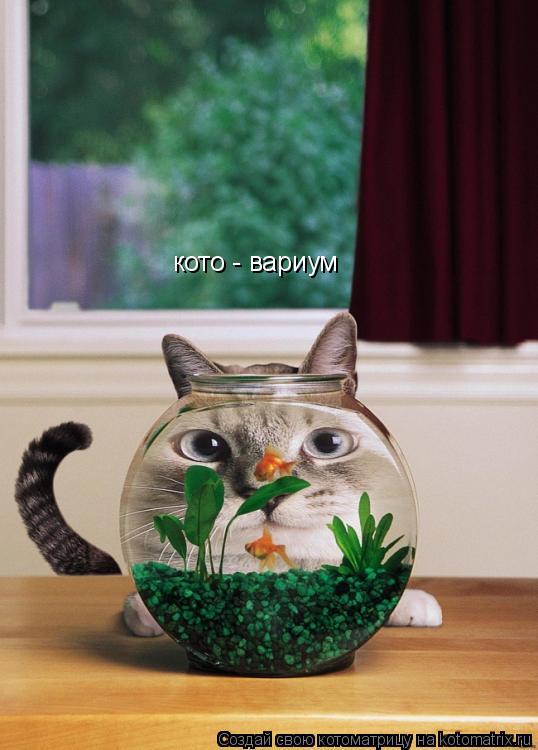 Котоматрица: кото - вариум