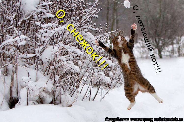 О, снежок!!! О, летающий кот!!!... Котоматрица: О, снежок!!! О, летающий кот!!!