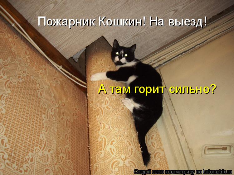 Пожарник Кошкин! На выезд! А там горит сильно?... Котоматрица: Пожарник Кошкин! На выезд! А там горит сильно?