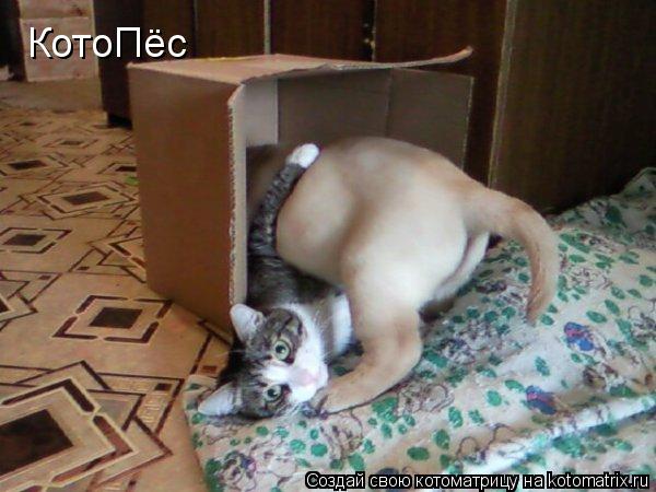 КотоПёс... Котоматрица: КотоПёс