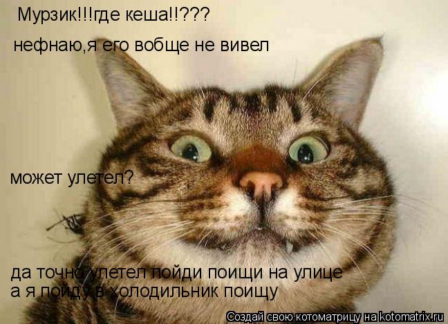 Мурзик!!!где кеша!!??? нефнаю,я его вобще не вивел может улетел? да точно улетел пойди поищи на улице... Котоматрица: Мурзик!!!где кеша!!??? нефнаю,я его вобще не вивел может улетел? да точно улетел пойди поищи на улице а я пойду в холодильник поищу