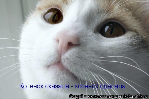 Котенок сказала - котенок сделала... Котоматрица: Котенок сказала - котенок сделала