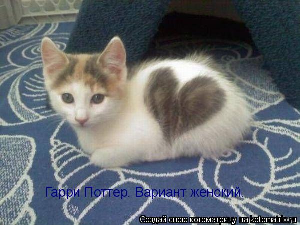 Гарри Поттер. Вариант женский.... Котоматрица: Гарри Поттер. Вариант женский.