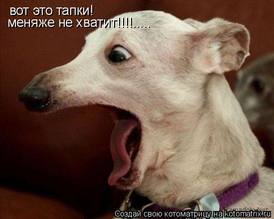 вот это тапки! меняже не хватит!!!!........ Котоматрица: вот это тапки! меняже не хватит!!!!.....