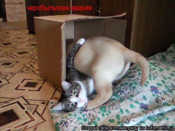 черобыльская авария... Котоматрица: черобыльская авария