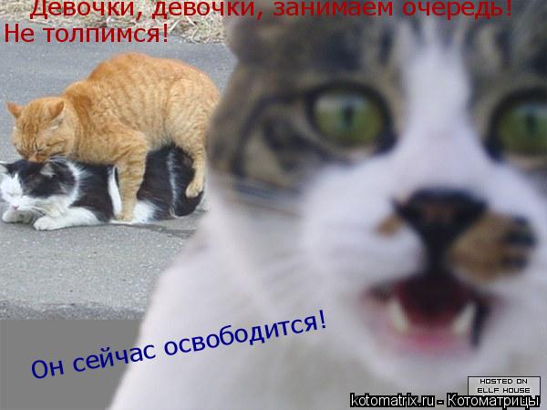Девочки, девочки, занимаем очередь! Не толпимся! Он сейчас освободится!... Котоматрица: Девочки, девочки, занимаем очередь! Не толпимся! Он сейчас освободится!