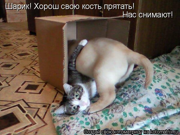 Шарик! Хорош свою кость прятать! Нас снимают!... Котоматрица: Шарик! Хорош свою кость прятать! Нас снимают!