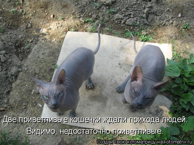 Две приветливые кошечки ждали прихода людей. Видимо, недостаточно приветливые.... Котоматрица: Две приветливые кошечки ждали прихода людей. Видимо, недостаточно приветливые.