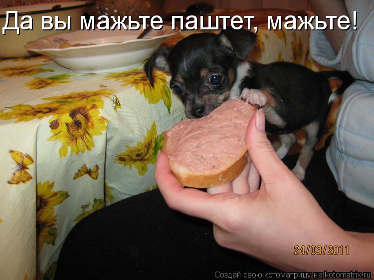 Да вы мажьте паштет, мажьте!... Котоматрица: Да вы мажьте паштет, мажьте!