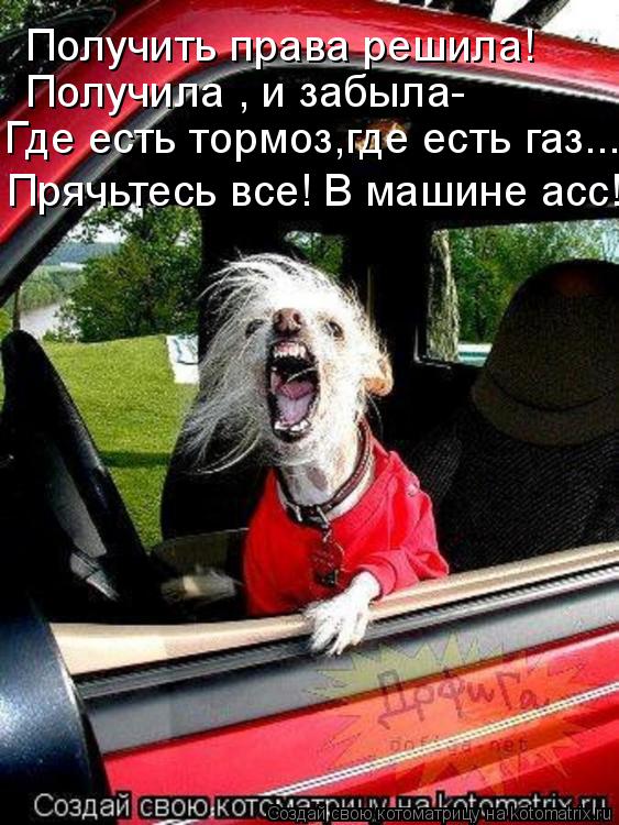 Получить права решила! Получила , и забыла- Где есть тормоз,где есть газ... Прячьтесь все! В машине а... Котоматрица: Получить права решила! Получила , и забыла- Где есть тормоз,где есть газ... Прячьтесь все! В машине асс!!!
