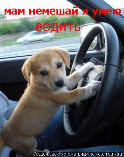 мам немешай я умею водить мам немешай я умею мам немешай я умею ВОДИТЬ... Котоматрица: мам немешай я умею водить мам немешай я умею мам немешай я умею ВОДИТЬ