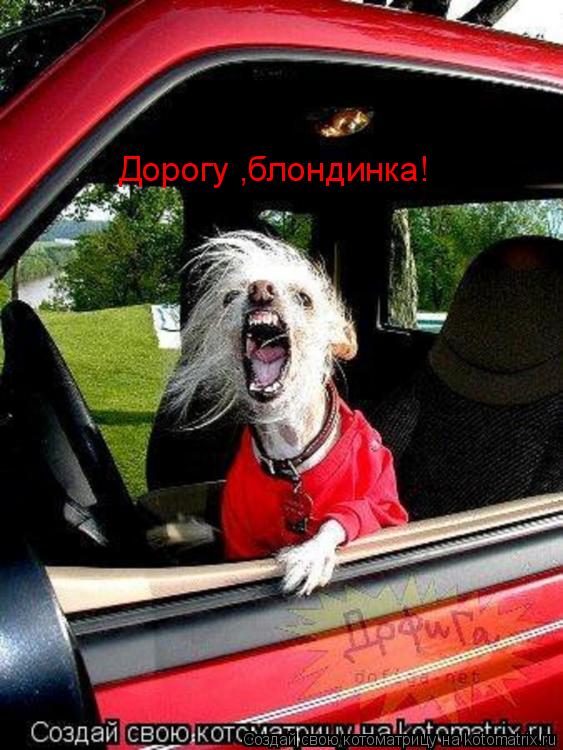 Дорогу ,блондинка!... Котоматрица: Дорогу ,блондинка!