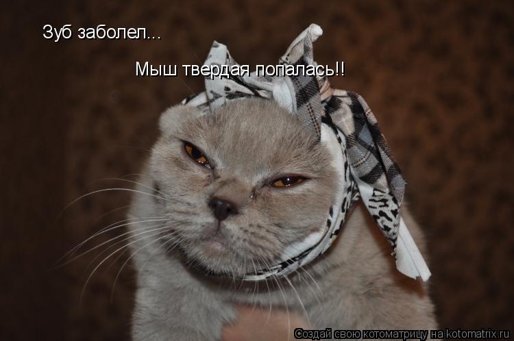 Зуб заболел... Мыш твердая попалась!!... Котоматрица: Зуб заболел... Мыш твердая попалась!!