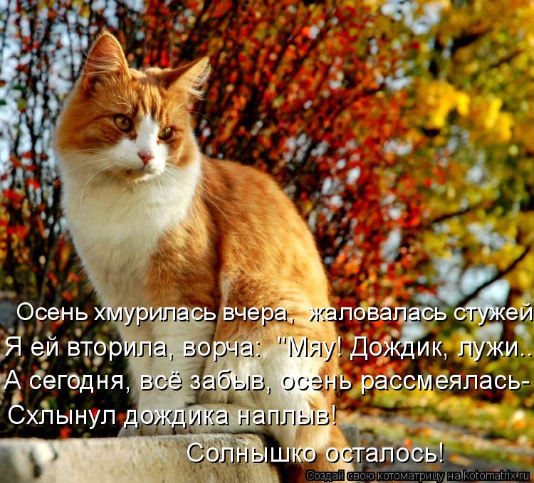 Котоматрица: Осень хмурилась вчера,  жаловалась стужей. Я ей вторила, ворча:  "Мяу! Дождик, лужи..." А сегодня, всё забыв, осень рассмеялась- Схлынул дождика 