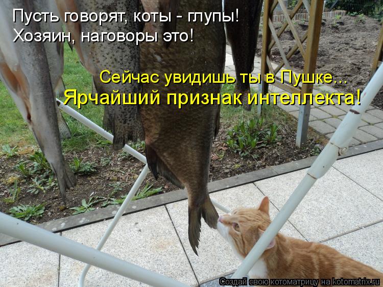 Пусть говорят, коты - глупы! Хозяин, наговоры это! Сейчас увидишь ты в Пушке... Ярчайший признак инте... Котоматрица: Пусть говорят, коты - глупы! Хозяин, наговоры это! Сейчас увидишь ты в Пушке... Ярчайший признак интеллекта!