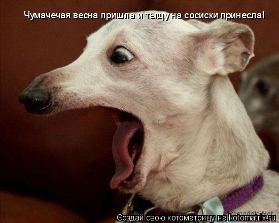 Чумачечая весна пришла и тыщу на сосиски принесла!... Котоматрица: Чумачечая весна пришла и тыщу на сосиски принесла!