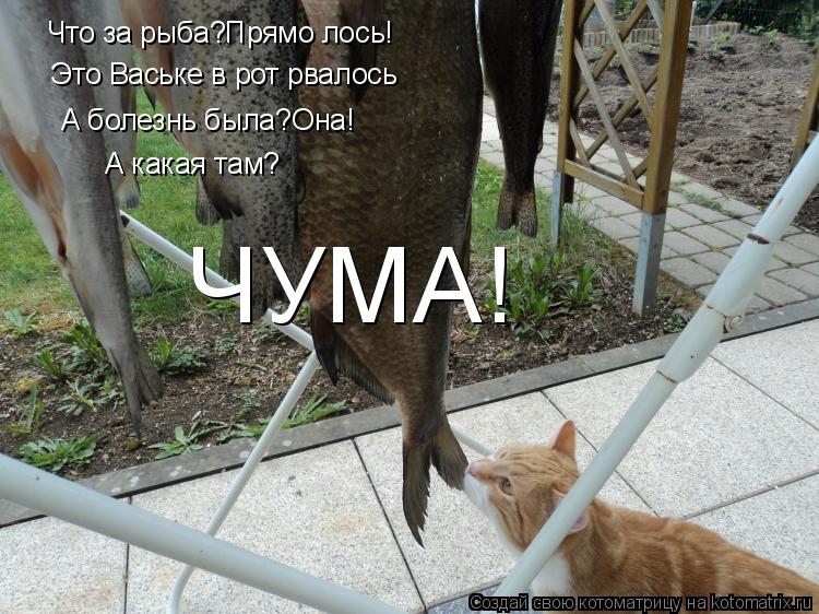 Что за рыба?Прямо лось! Это Ваське в рот рвалось А болезнь была?Она! А какая там? ЧУМА!... Котоматрица: Что за рыба?Прямо лось! Это Ваське в рот рвалось А болезнь была?Она! А какая там? ЧУМА!