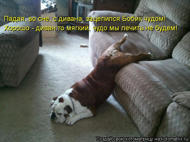 Котоматрица: Хорошо - диван то мягкий, чудо мы лечить не будем! Падая, во сне, с дивана, зацепился Бобик чудом!