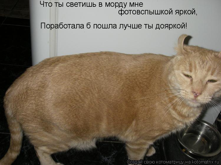 Что ты светишь в морду мне фотовспышкой яркой, Поработала б пошла лучше ты дояркой!... Котоматрица: Что ты светишь в морду мне фотовспышкой яркой, Поработала б пошла лучше ты дояркой!