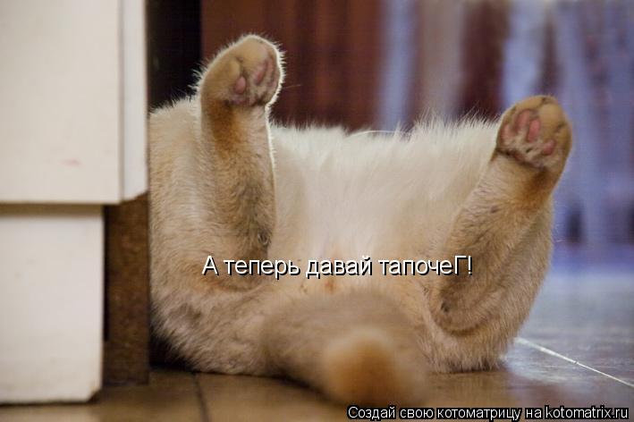 А теперь давай тапочеГ!... Котоматрица: А теперь давай тапочеГ!