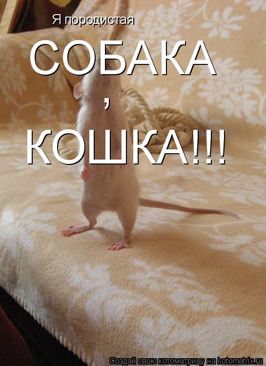 Я породистая СОБАКА , КОШКА!!!... Котоматрица: Я породистая СОБАКА , КОШКА!!!