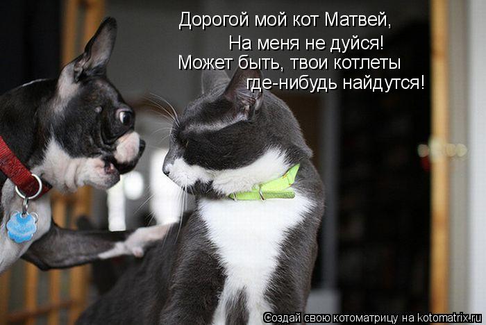 Котоматрица: Дорогой мой кот Матвей, На меня не дуйся! Может быть, твои котлеты где-нибудь найдутся!