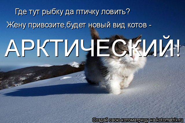 Где тут рыбку да птичку ловить? Жену привозите,будет новый вид котов - АРКТИЧЕСКИЙ!... Котоматрица: Где тут рыбку да птичку ловить? Жену привозите,будет новый вид котов - АРКТИЧЕСКИЙ!