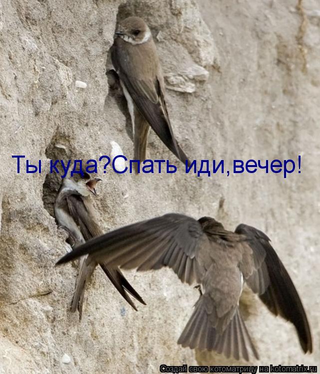 Ты куда?Спать иди,вечер!... Котоматрица: Ты куда?Спать иди,вечер!