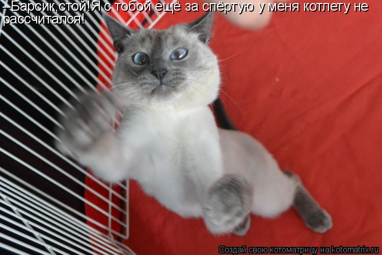 --Барсик,стой!Я с тобой ещё за спёртую у меня котлету не рассчитался!... Котоматрица: --Барсик,стой!Я с тобой ещё за спёртую у меня котлету не рассчитался!