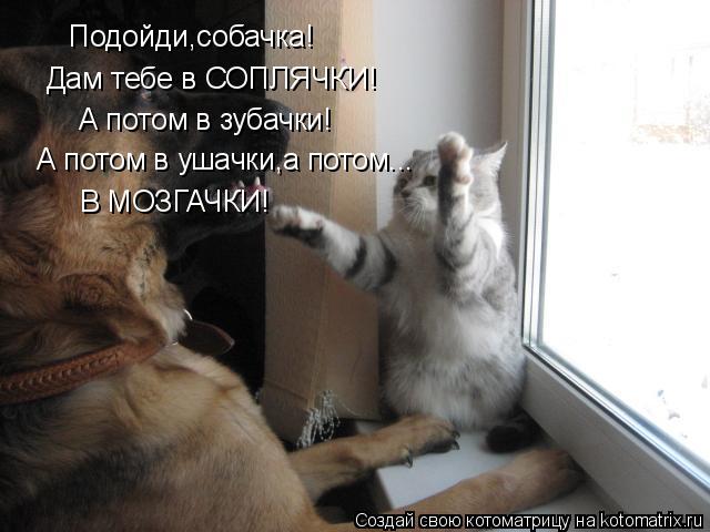 Подойди,собачка! Дам тебе в СОПЛЯЧКИ! А потом в зубачки! А потом в ушачки,а потом... В МОЗГАЧКИ!... Котоматрица: Подойди,собачка! Дам тебе в СОПЛЯЧКИ! А потом в зубачки! А потом в ушачки,а потом... В МОЗГАЧКИ!