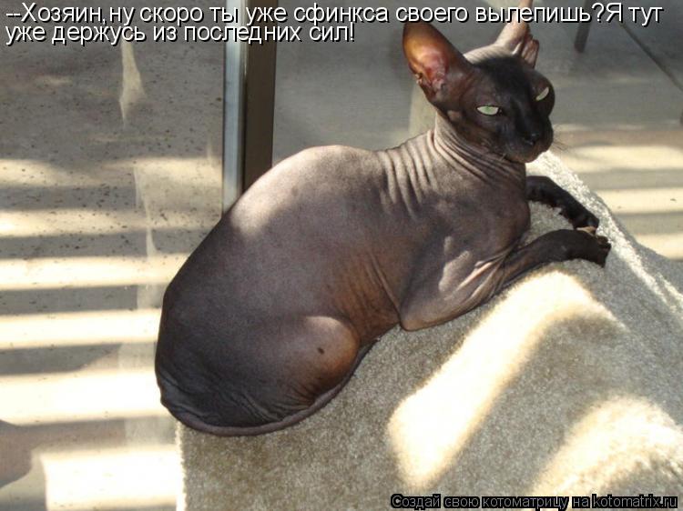 --Хозяин,ну скоро ты уже сфинкса своего вылепишь?Я тут уже держусь из последних сил!... Котоматрица: --Хозяин,ну скоро ты уже сфинкса своего вылепишь?Я тут уже держусь из последних сил!