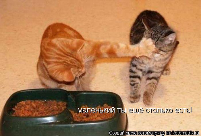 маленький ты ещё столько есть!... Котоматрица: маленький ты ещё столько есть!