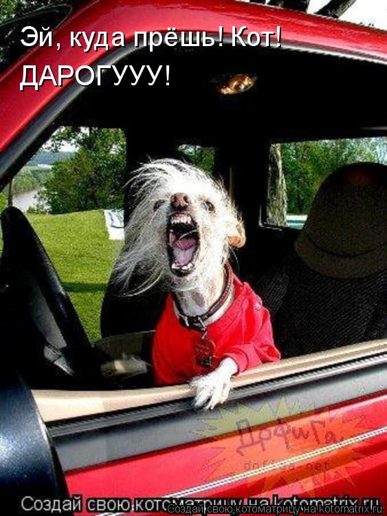 Эй, куда прёшь! Кот! ДАРОГУУУ!... Котоматрица: Эй, куда прёшь! Кот! ДАРОГУУУ!