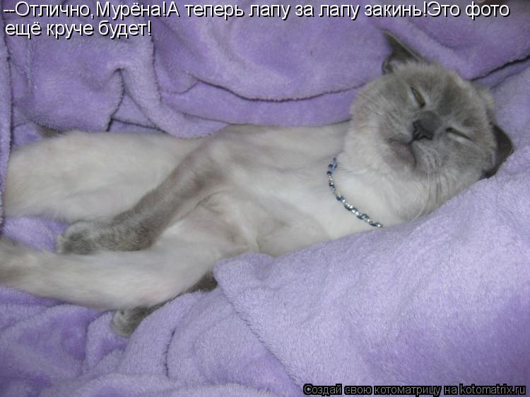 --Отлично,Мурёна!А теперь лапу за лапу закинь!Это фото ещё круче будет!... Котоматрица: --Отлично,Мурёна!А теперь лапу за лапу закинь!Это фото ещё круче будет!