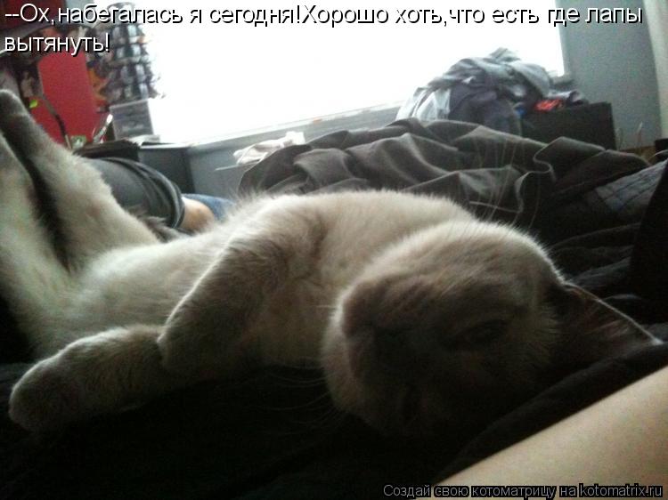 --Ох,набегалась я сегодня!Хорошо хоть,что есть где лапы вытянуть!... Котоматрица: --Ох,набегалась я сегодня!Хорошо хоть,что есть где лапы вытянуть!