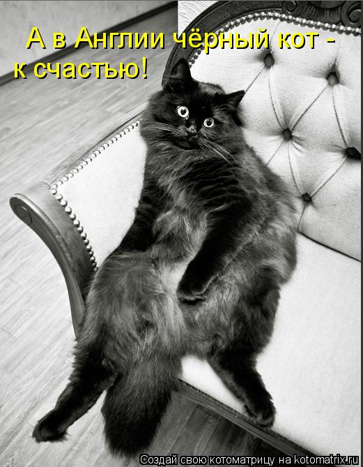 А в Англии чёрный кот - к счастью!... Котоматрица: А в Англии чёрный кот - к счастью!