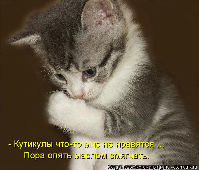 - Кутикулы что-то мне не нравятся ... Пора опять маслом смягчать.... Котоматрица: - Кутикулы что-то мне не нравятся ... Пора опять маслом смягчать.