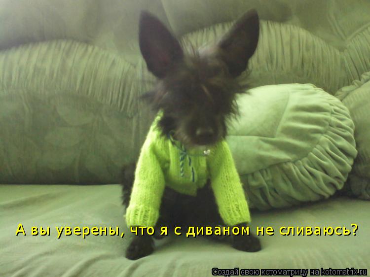 А вы уверены, что я с диваном не сливаюсь?... Котоматрица: А вы уверены, что я с диваном не сливаюсь?