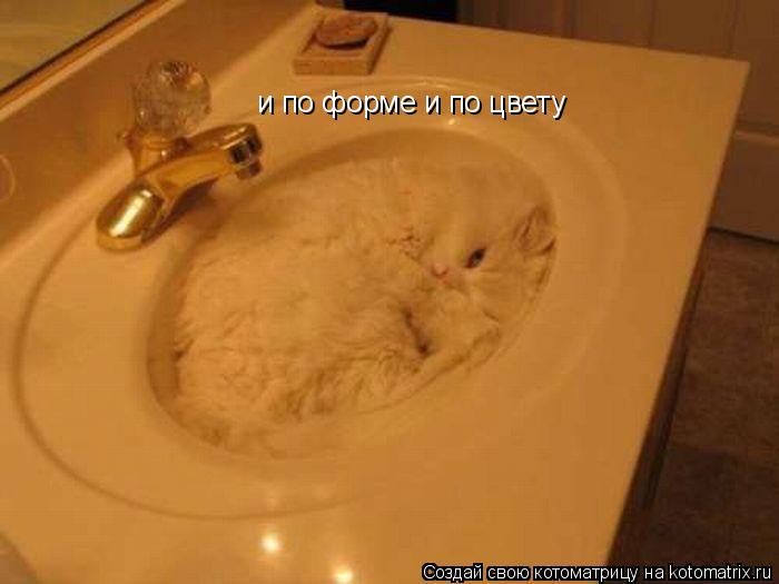 и по форме и по цвету... Котоматрица: и по форме и по цвету