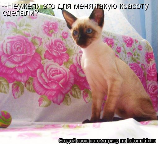 --Неужели это для меня такую красоту сделали?... Котоматрица: --Неужели это для меня такую красоту сделали?