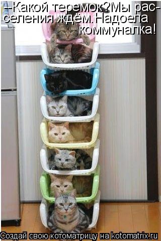 --Какой теремок?Мы рас- селения ждём.Надоела коммуналка!... Котоматрица: --Какой теремок?Мы рас- селения ждём.Надоела коммуналка!