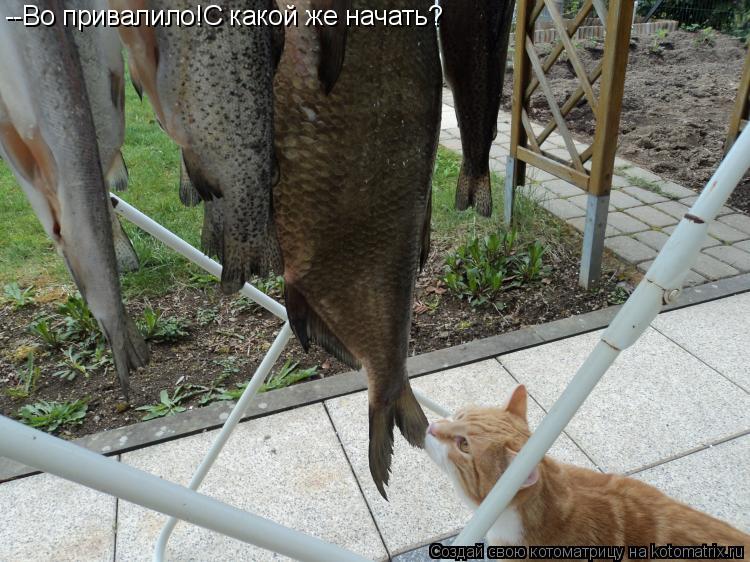 --Во привалило!С какой же начать?... Котоматрица: --Во привалило!С какой же начать?