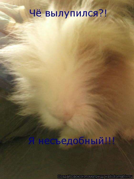 Чё вылупился?! Я несъедобный!!!... Котоматрица: Чё вылупился?! Я несъедобный!!!