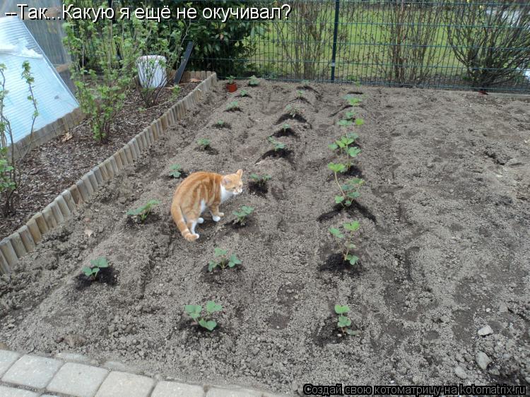 --Так...Какую я ещё не окучивал?... Котоматрица: --Так...Какую я ещё не окучивал?