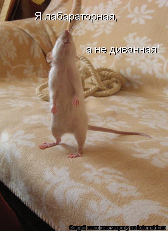 Я лабараторная, а не диванная!... Котоматрица: Я лабараторная, а не диванная!