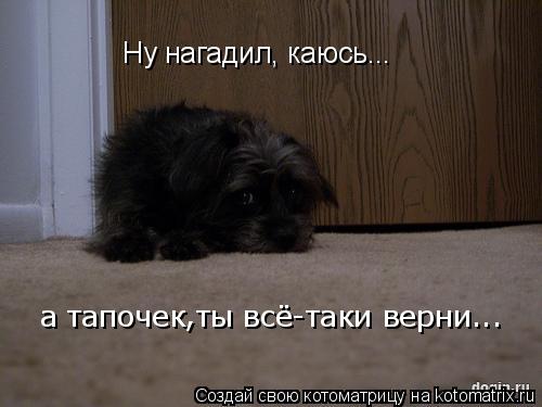 Ну нагадил, каюсь... а тапочек ты всё-таки верни... ,... Котоматрица: Ну нагадил, каюсь... а тапочек ты всё-таки верни... ,